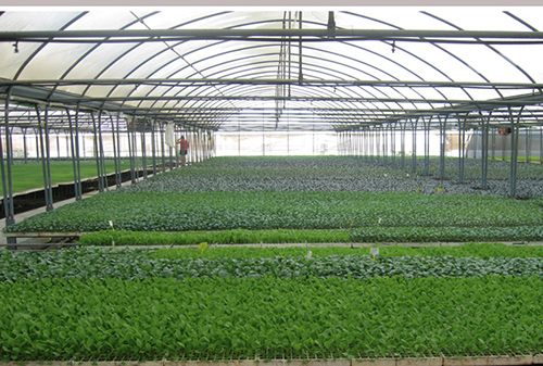 Planter Taches 